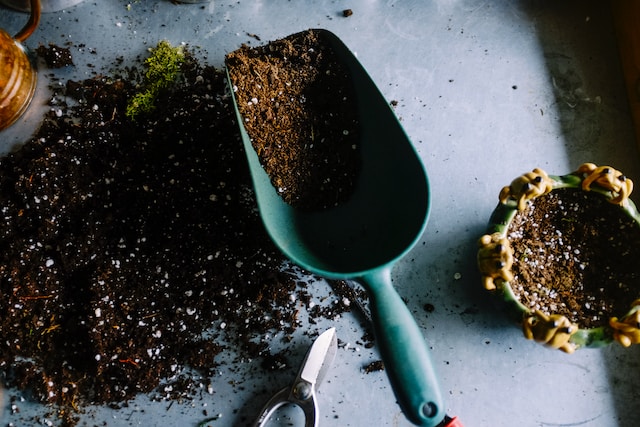 <strong>Summer Gardening Tips and Plant Care</strong>