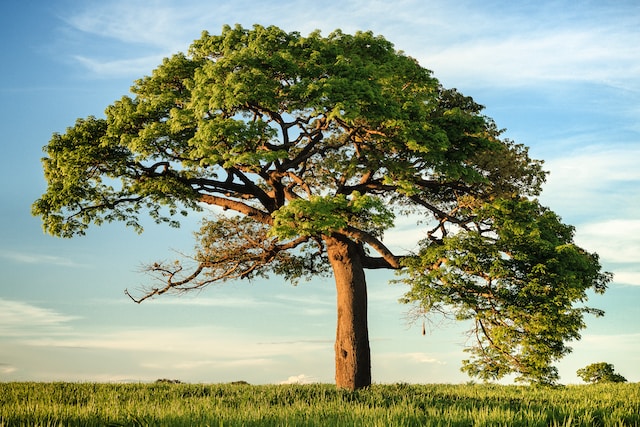 <strong>The Importance of Environmental Health: Why We Must Protect Our Planet</strong>
